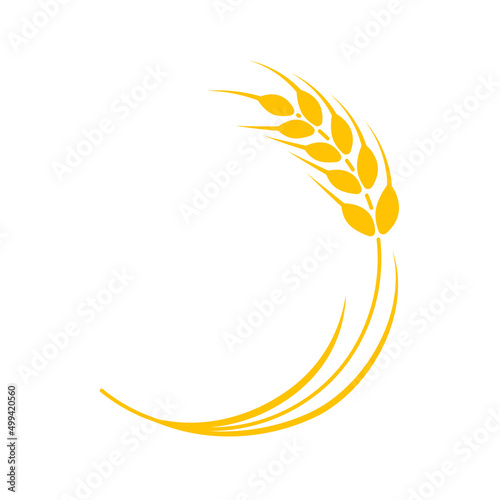 Ears of wheat. Whole grains for making bread.