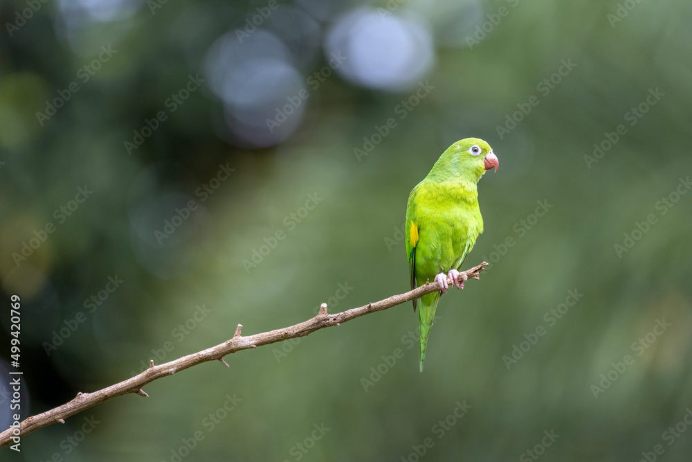 A Plain Parakeet perched on branch in the golden hour. Species Brotogeris chiriri. It is a typical parakeet of the Brazilian Atlantic forest. Birdwatching. birding. Parrot A Plain Parakeet perched on branch in the golden hour. Species Brotogeris chiriri. It is a typical parakeet of the Brazilian Atlantic forest. Birdwatching. birding. Parrot
