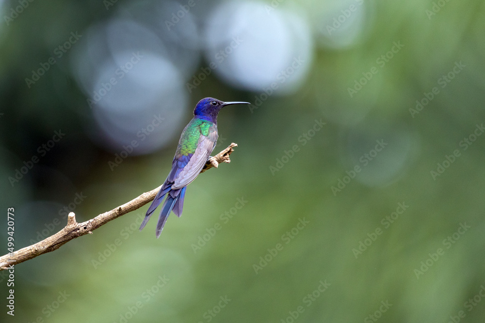 Obraz premium The swallow-tailed hummingbird perched on a branch of a tree in the forest. Its tail resembles scissors. The specie Eupetomena macroura also know as Beija-flor Tesoura. Birdwatching. Animal World.