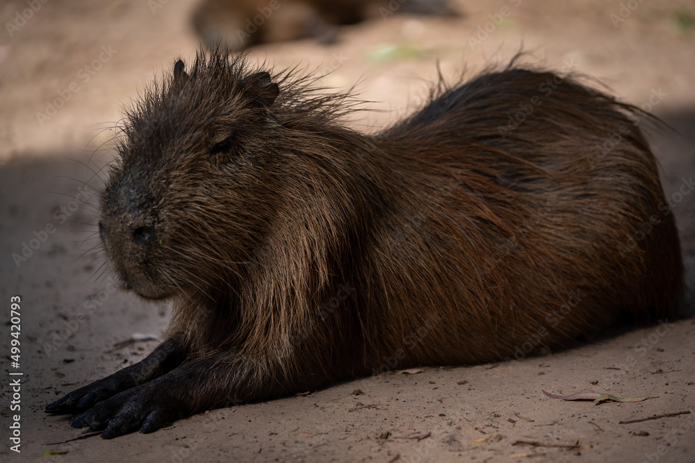 Capybara, capybara or Capybara, capybara or