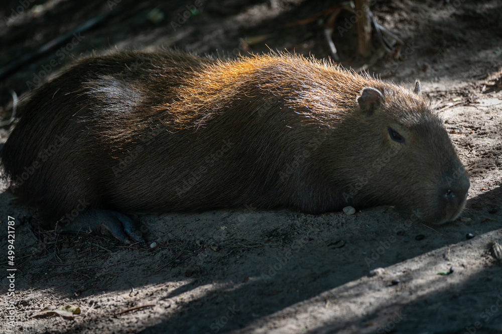 Capybara, capybara or Capybara, capybara or