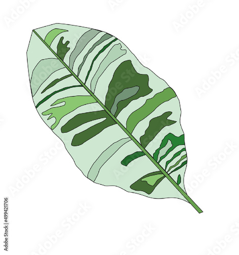 Banana Musa лист, изолированный на белом