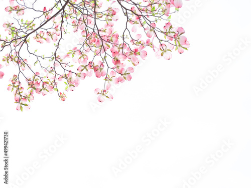 おだやかな晴れ間と透過光が美しいハナミズキの花 © 正人 竹内