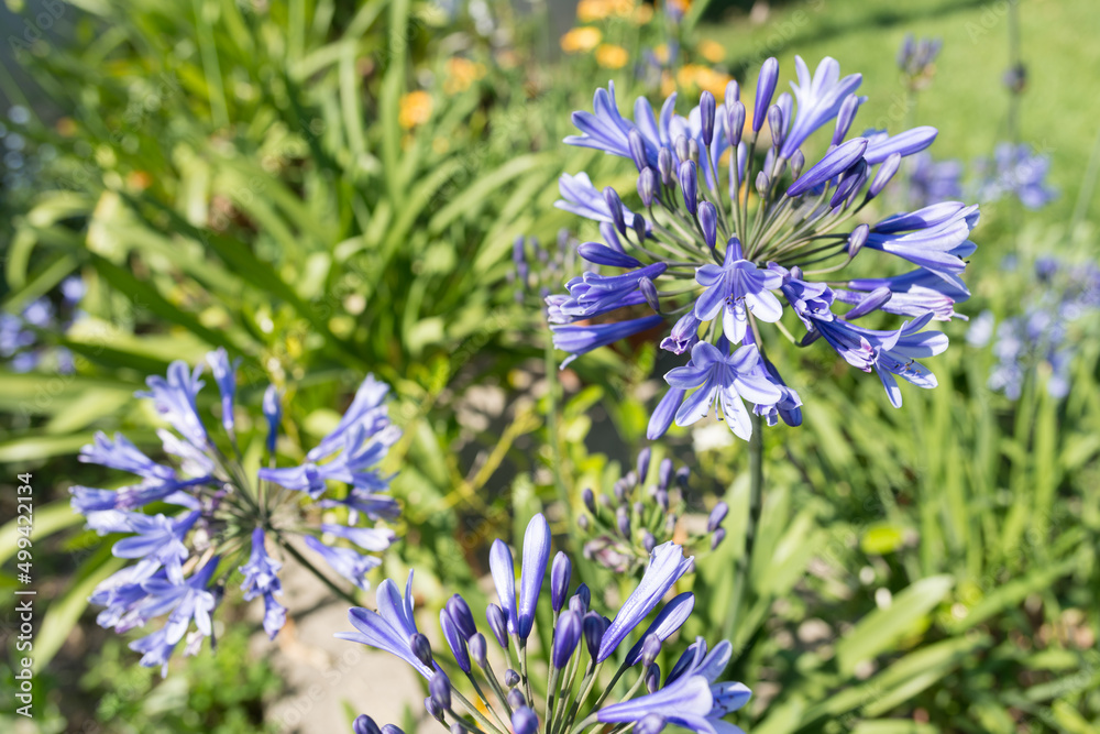 Agapanthus praecox (common agapanthus, blue lily, African lily, lily of the Nile) outdoors in the sun Agapanthus praecox (common agapanthus, blue lily, African lily, lily of the Nile) outdoors in the sun