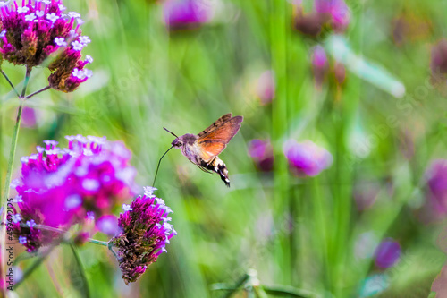 Hummingbirds and hawk moths gather honey photo