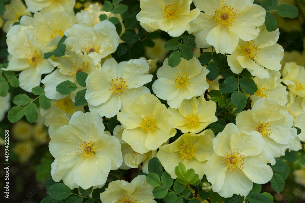 Rosa xanthina (yellow rose or Manchu rose?) close up Rosa xanthina (yellow rose or Manchu rose?) close up