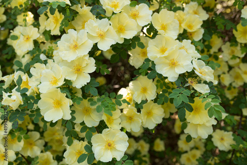 Rosa xanthina (yellow rose or Manchu rose?) photo