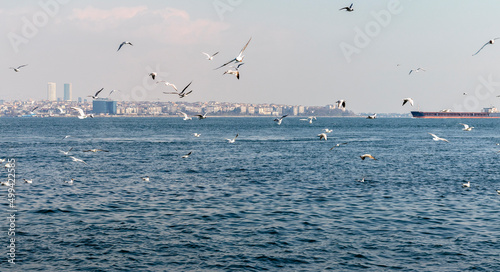 Flock of seagulls flying above the sea water Bosphorus strait.