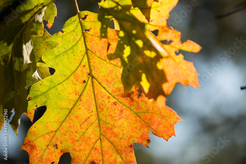 oak leaves in autumn backlit by the sun