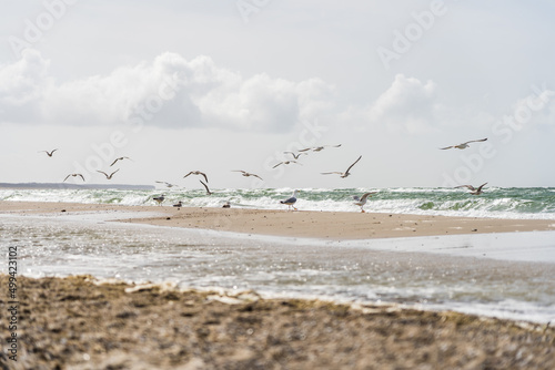 Flying swarm of seagulls at a beautiful beach of the baltic sea in Germany