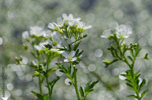 Fleurs de cresson des fontaines, Nasturtium officinale