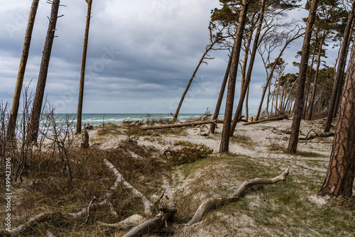 Ocean pine forest on an overcast day with the ocean and the beach in the background