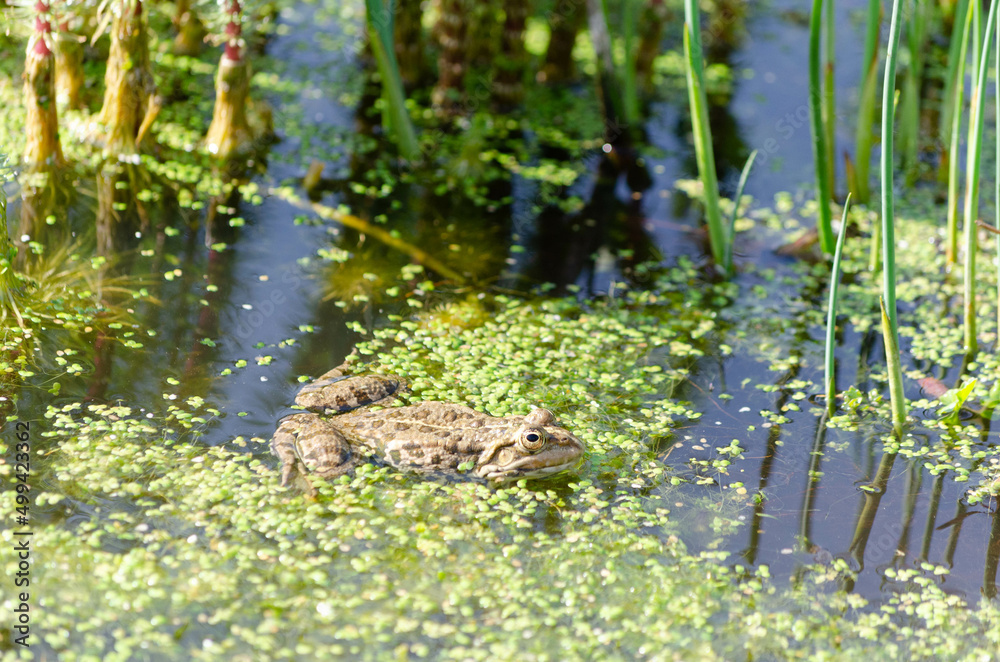 Grenouille dans un biotope Grenouille dans un biotope