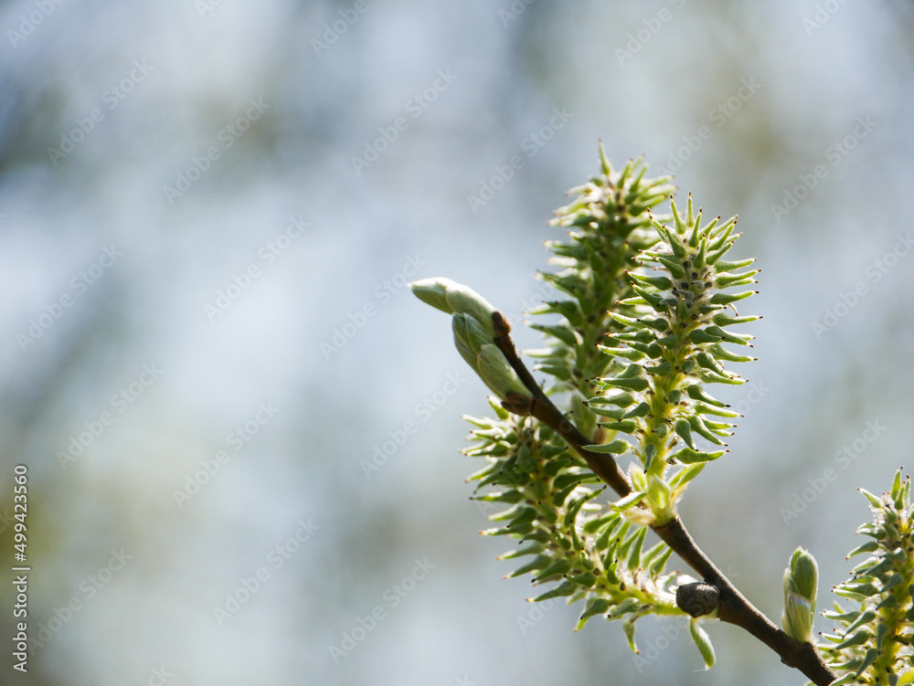 Fragment of a blooming branch in close-up. Fragment of a blooming branch in close-up.