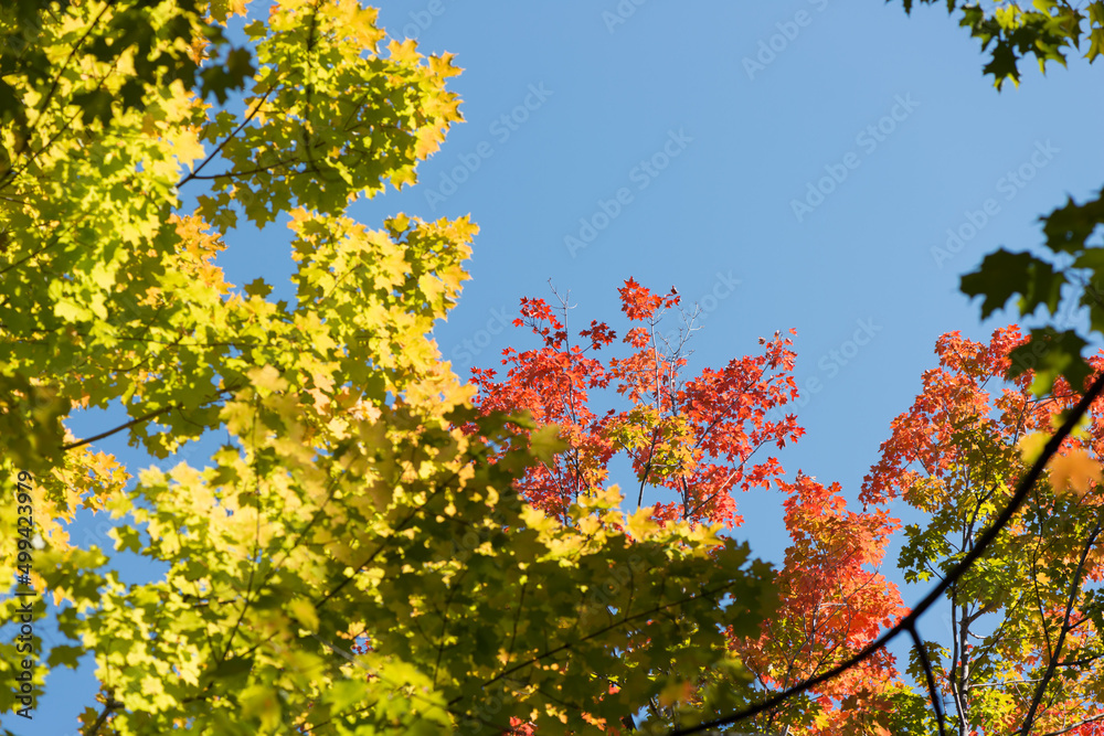 yellow and red leaves against sky
