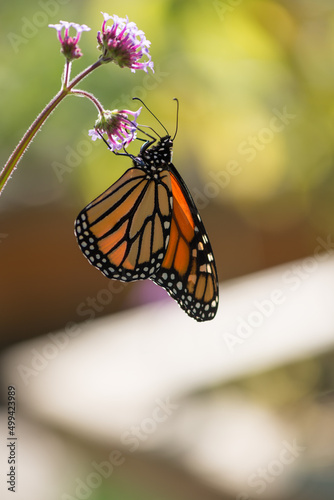 monarch butterfly clinging to a small verbena blossom