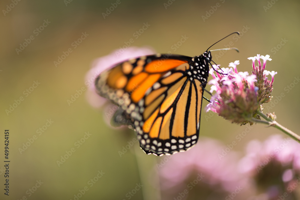 monarch butterfly on a flower monarch butterfly on a flower
