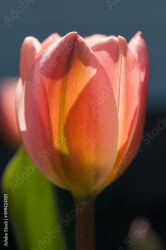 pink tulip in the sun