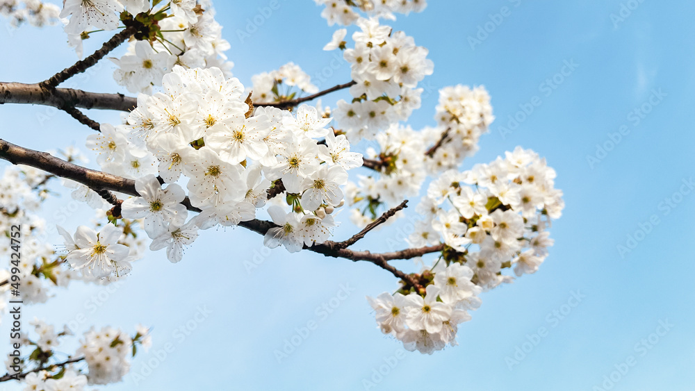 Blossoming branches of a wild cherry tree with blue sky background Blossoming branches of a wild cherry tree with blue sky background