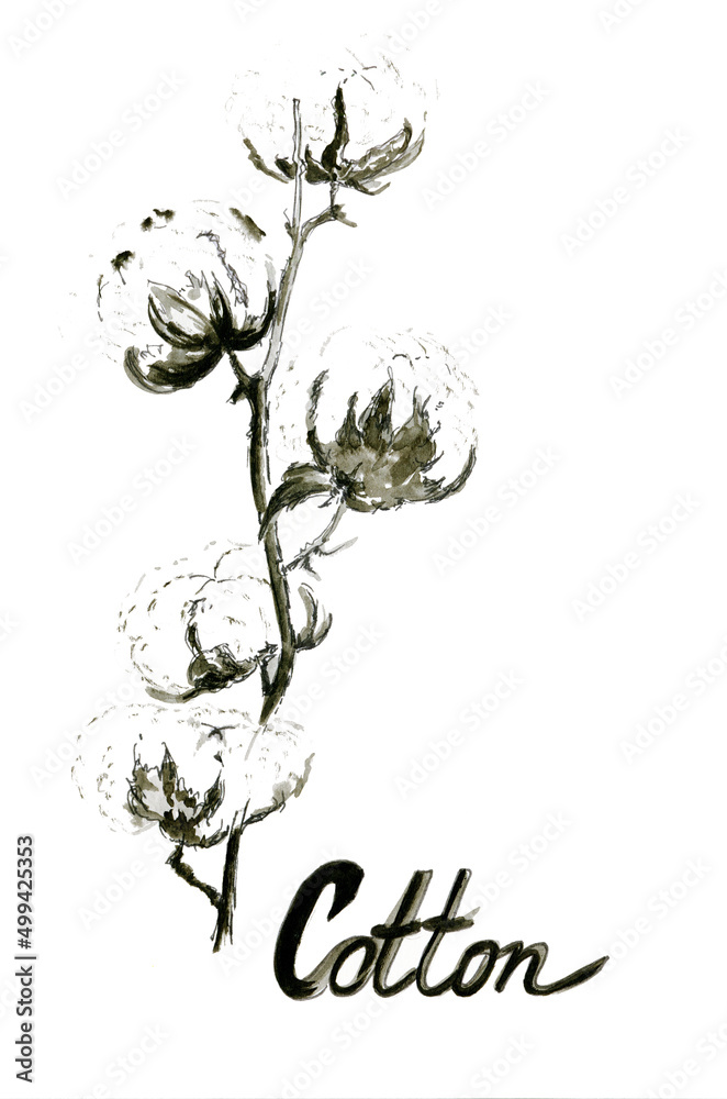 Ink monochrome black and white botanical illustration of fluffy cotton plant branch isolated on white background.