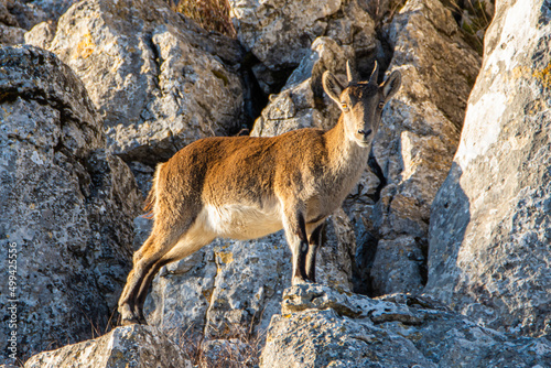 A Iberian ibex, Capra pyrenaica, in mountains El Torcal de Antequera, Andalusia, Spain