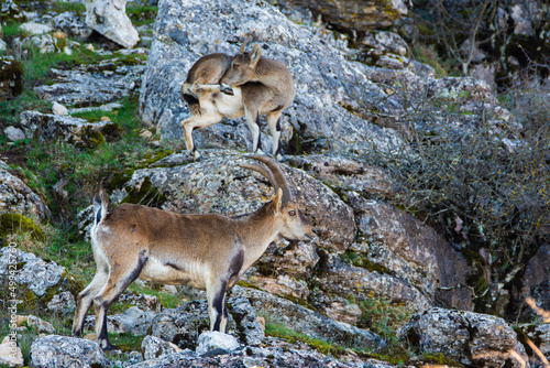 A Iberian ibex, Capra pyrenaica, in mountains El Torcal de Antequera, Andalusia, Spain
