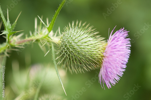 flower of a thistle close up
