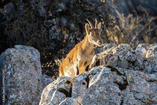 A Iberian ibex, Capra pyrenaica, in mountains El Torcal de Antequera, Andalusia, Spain