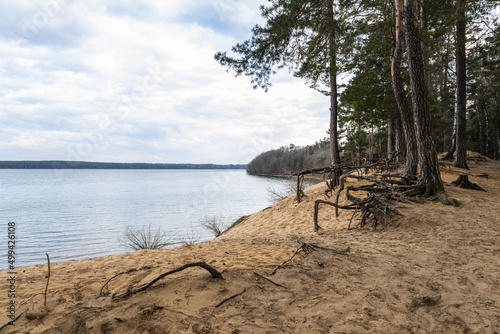 Fototapeta Naklejka Na Ścianę i Meble -  The roots of trees on the shore of a lake in the reserve