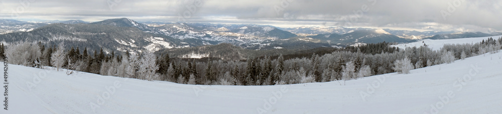 Winter landscapes of snow-covered coniferous forests in the Carpathian mountains.      