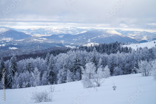 Winter Carpathian forest on a sunny day. 