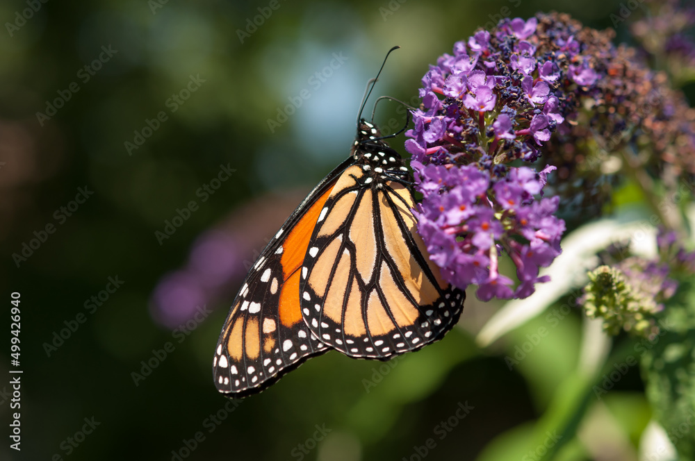 monarch butterfly in the sun monarch butterfly in the sun
