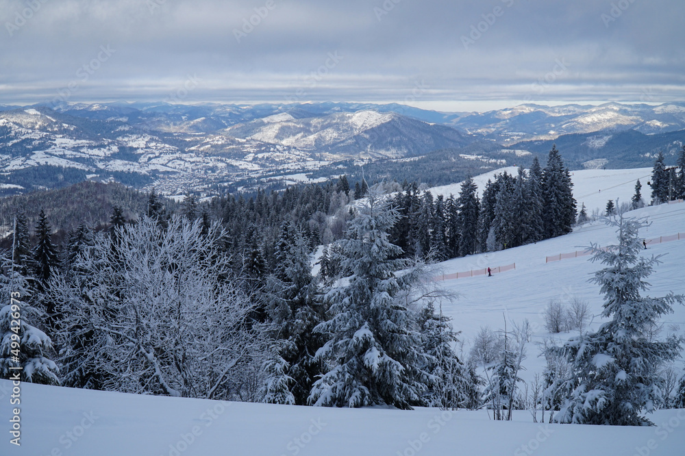 Winter landscapes of snow-covered coniferous forests in the Carpathian mountains.      
