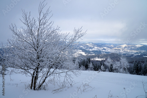 Growing fir trees in the winter Carpathian mountains. 