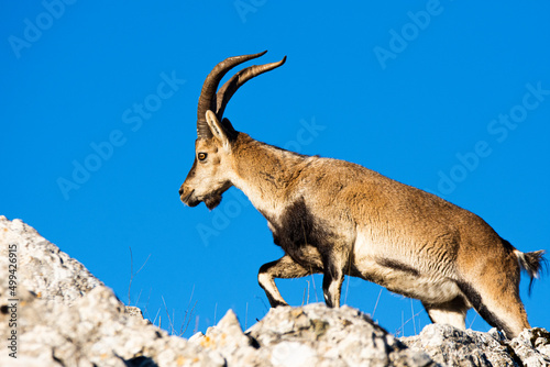 A Iberian ibex, Capra pyrenaica, in mountains El Torcal de Antequera, Andalusia, Spain