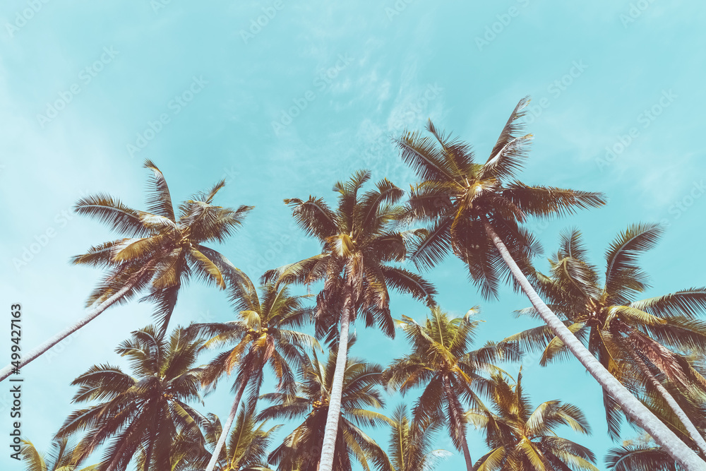Fototapeta premium Tropical palm tree with blue sky and cloud abstract background. Summer vacation and nature travel adventure concept.