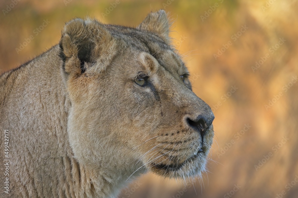 Fototapeta premium Female lion close up portrait