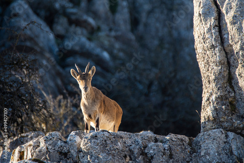 A Iberian ibex, Capra pyrenaica, in mountains El Torcal de Antequera, Andalusia, Spain photo