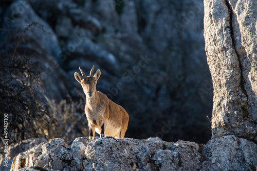 A Iberian ibex, Capra pyrenaica, in mountains El Torcal de Antequera, Andalusia, Spain