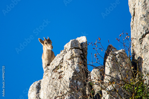 A Iberian ibex, Capra pyrenaica, in mountains El Torcal de Antequera, Andalusia, Spain