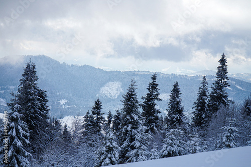Growing fir trees in the winter Carpathian mountains. 