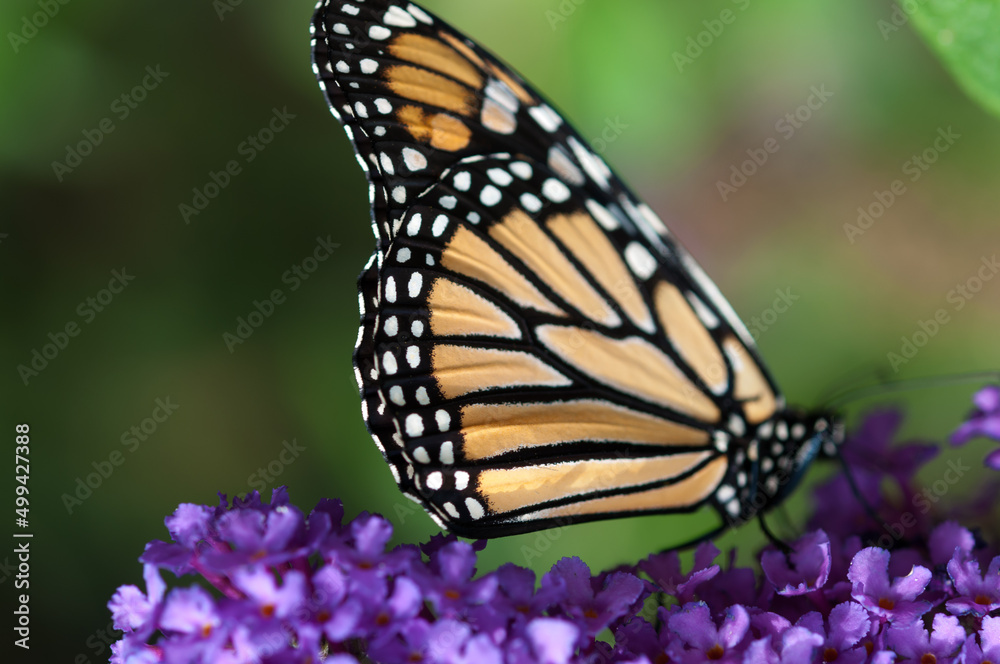 detail of butterfly wings close up detail of butterfly wings close up