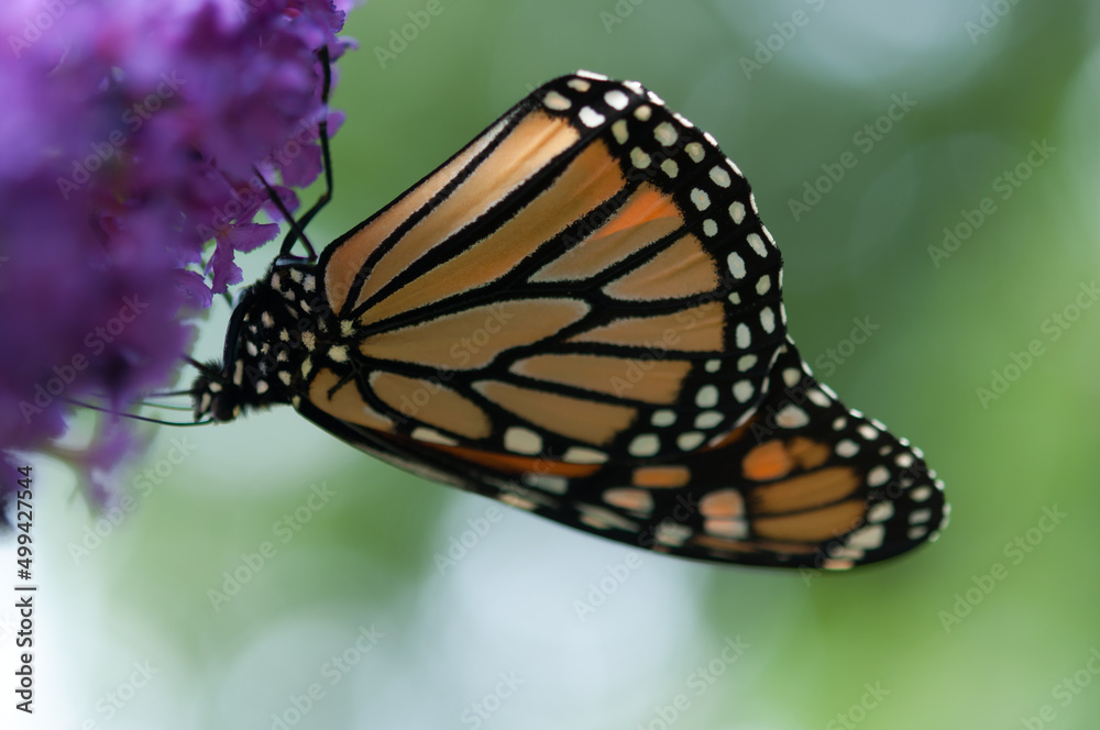 Fototapeta premium upside down monarch butterfly drawing nectar from purple flowers