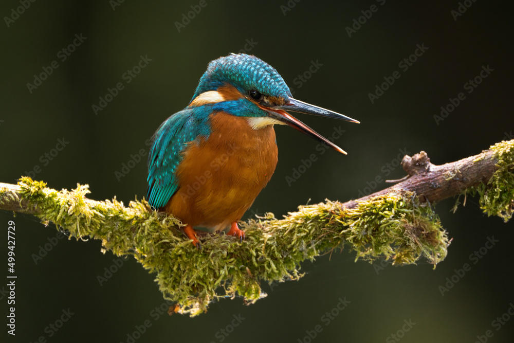 Fototapeta premium kingfisher on branch