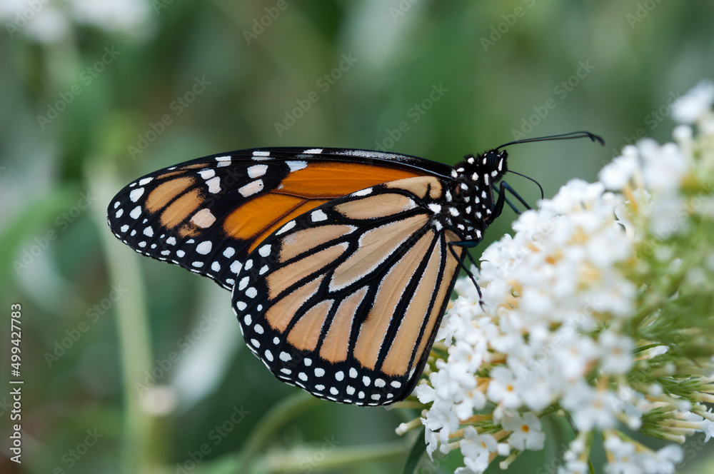 monarch butterfly on a white Buddleia davidii flower monarch butterfly on a white Buddleia davidii flower