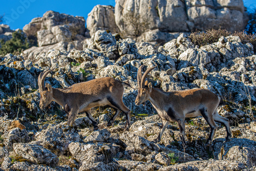 A Iberian ibex, Capra pyrenaica, in mountains El Torcal de Antequera, Andalusia, Spain