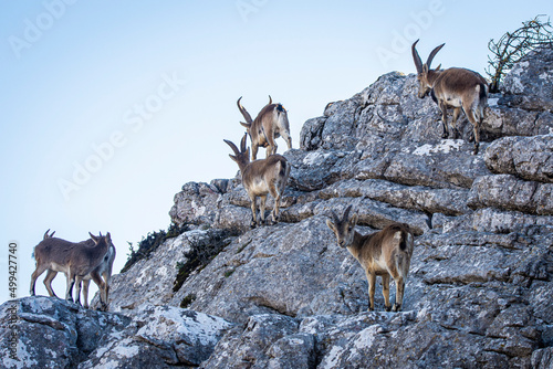A Iberian ibex, Capra pyrenaica, in mountains El Torcal de Antequera, Andalusia, Spain