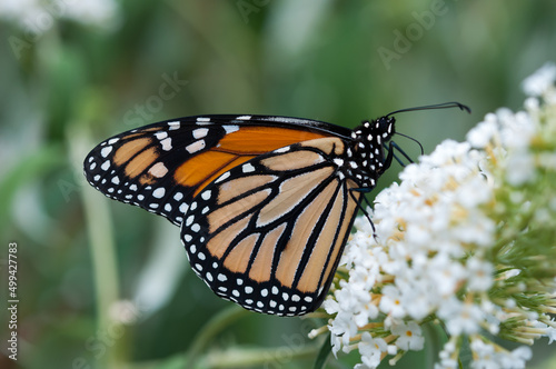 monarch butterfly on a white Buddleia davidii flower