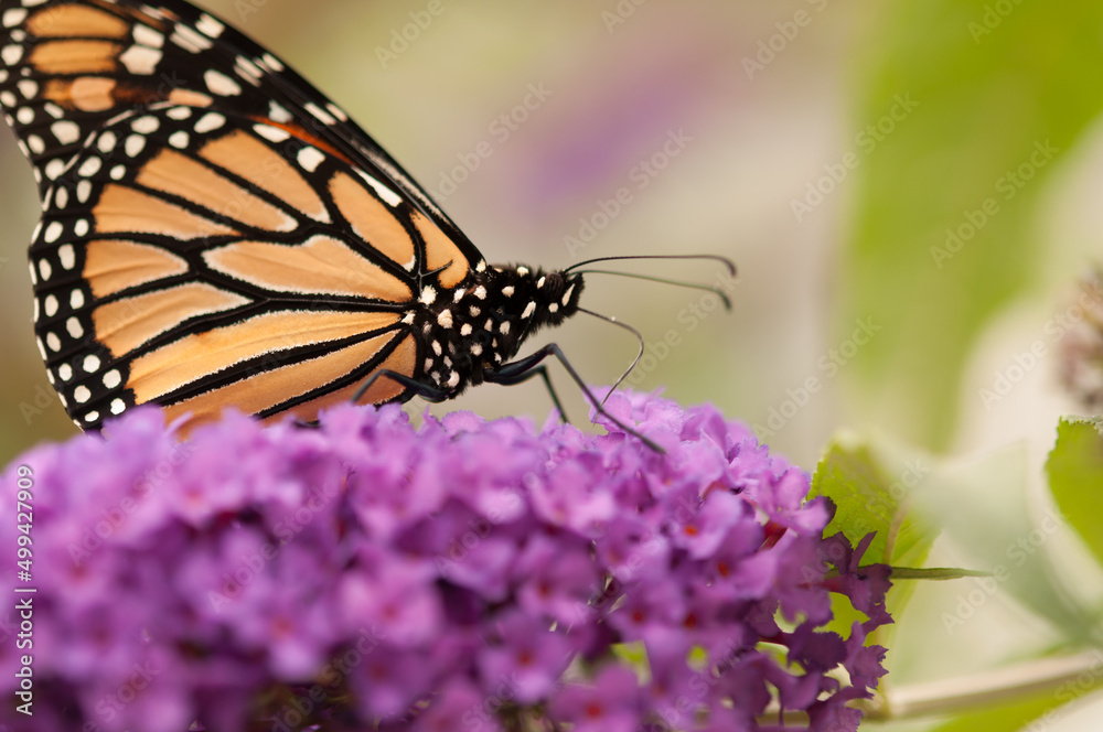 Fototapeta premium monarch butterfly and Buddleia davidii flower close up