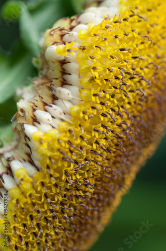 structure of sunflower close up